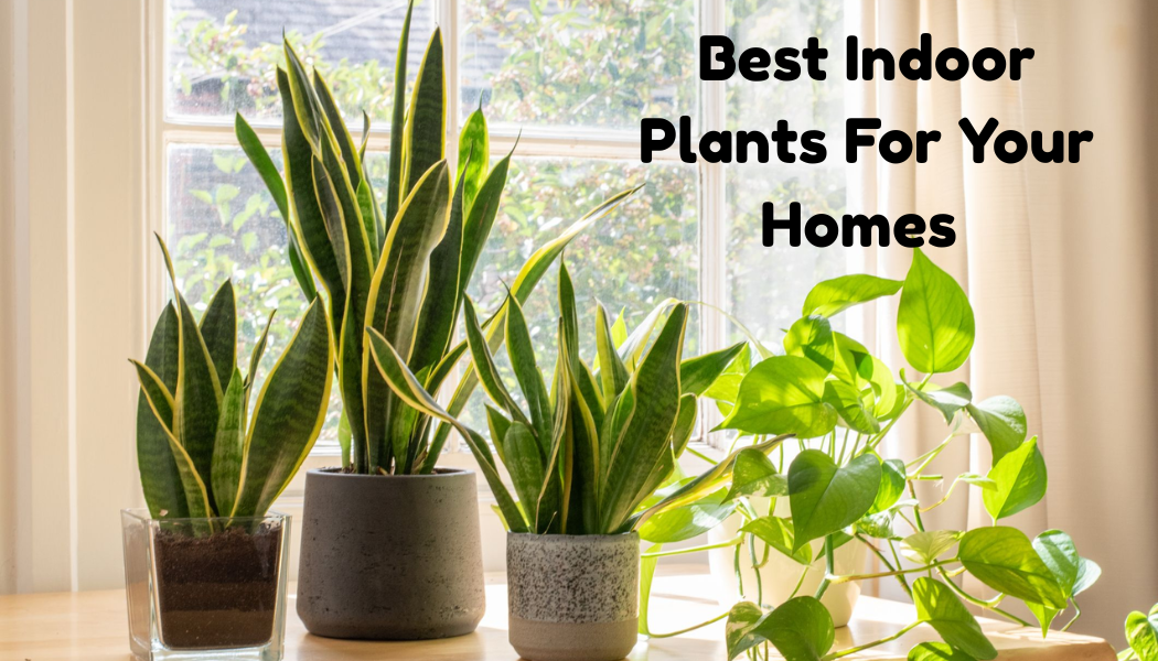 Indoor Plants
